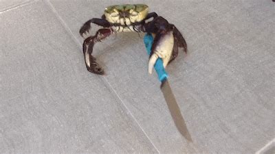 Crab With Knife Bravely Fends Off Idiot With Camera