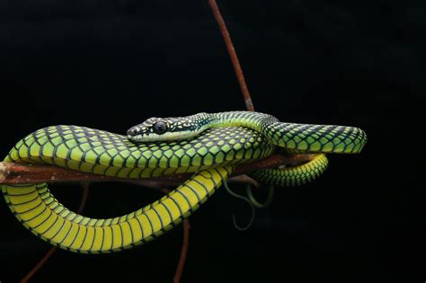 Mystery of how flying snakes move is solved by scientists