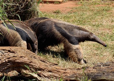 Top 18 Facts about Anteaters - Behavior, Diet, Digestion & More | Facts.net