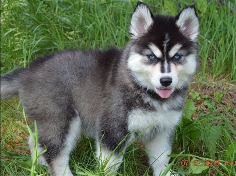 Snow Wooly Husky - Puppies For Sale