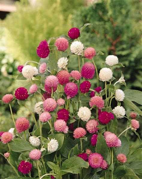 Gomphrena Globosa Qis Series Mix Annual Seeds