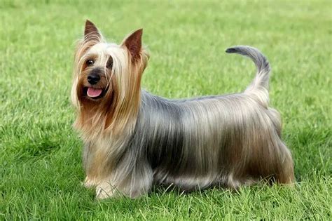 Small Fluffy Dog Breeds | All About Cute Small Dogs