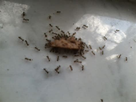 Report from the Florida Zone: Big-Headed Ants