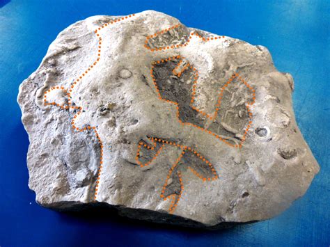 Trace Fossils – Charmouth Heritage Coast Centre