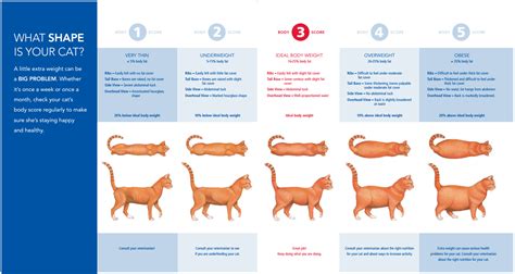 Best Cat Food For Weight Loss January 2024: Complete Guide