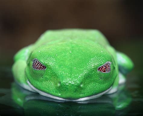 Red-Eyed Tree Frog | Red eyed tree frog, Tree frogs, Frog art