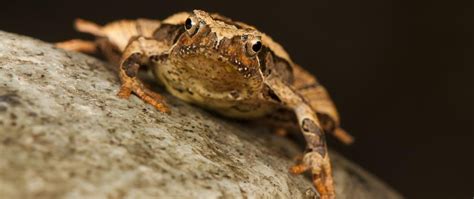 Species New to Science: [Herpetology • 2019] Micryletta eos • A New ...