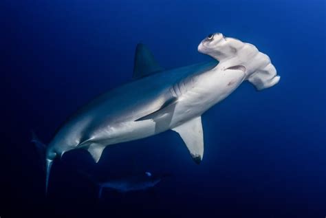 9+1 amazing sharks of the Red Sea | Red Sea Diving Safari with M/Y ...