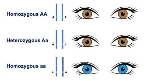 Genotype Vs Phenotype Eyes