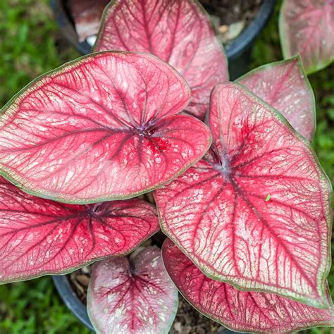 Caladiums Plants