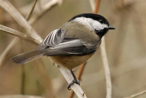 Black-capped Chickadee - Song | Facts | Habitat | Size | Nest | Diet ...