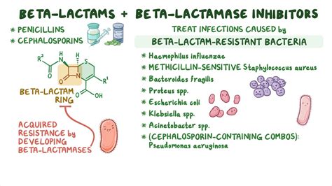 Beta Lactam Antibiotics Mechanism Of Action