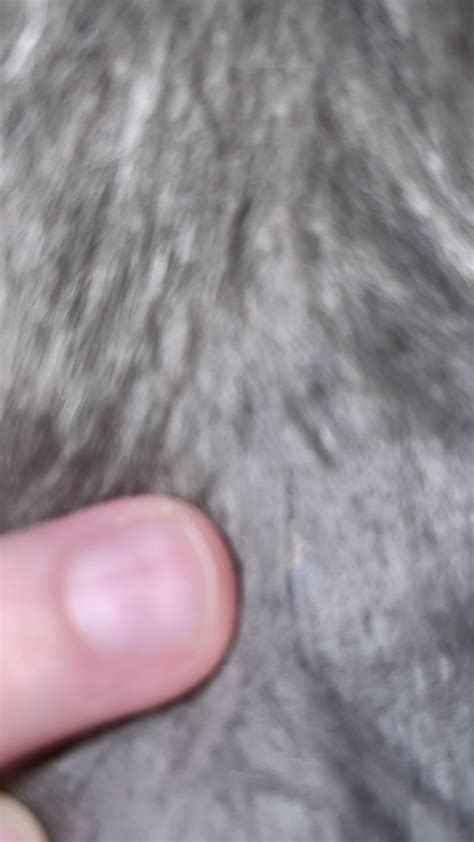 What is this in my cat’s fur? :( : r/cats