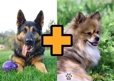 German Shepherd Pomeranian Mix - Complete Breed Guide