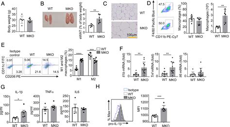 Myeloid cell TBK1 restricts inflammatory responses | PNAS