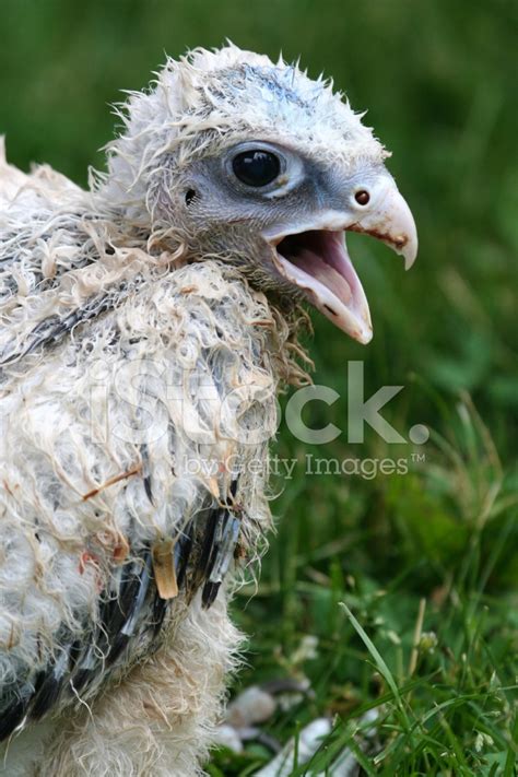 Baby Falcon Stock Photo | Royalty-Free | FreeImages