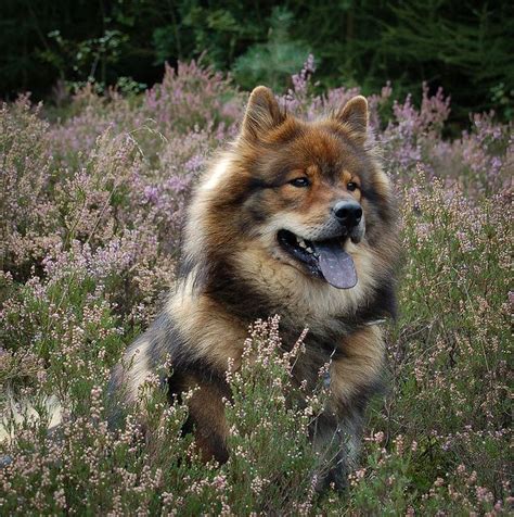 Eurasier Pictures and Informations | Dog-Breeds.com | Cute dogs breeds ...