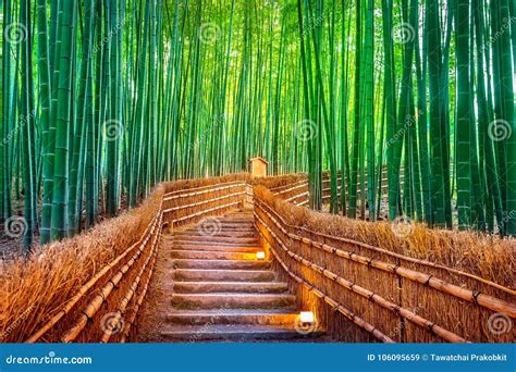 Bamboo Forest in Kyoto, Japan Stock Image - Image of beautiful, amazing ...