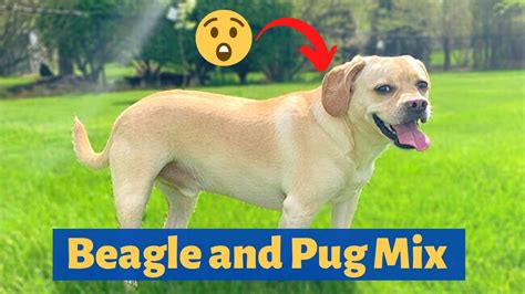 Beagle and Pug Mix-breed (Puggle): A to Z Complete Guide about Puggles ...