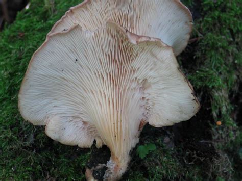 PLEUROTUS ERYNGII