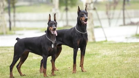 Doberman Pinscher: All the Facts | MetLife Pet Insurance