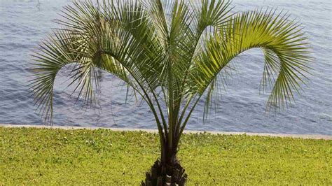 20 Most Popular Types of Palm Trees for Homeowners in 2024!