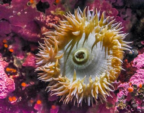 How To Identify Tide Pool Creatures Along The West Coast