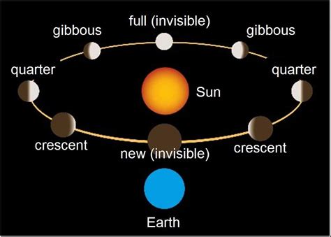 Phases of Venus | Organic chemistry, Anatomy and physiology, Physiology