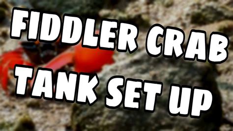 Fiddler Crab Tank Setup ( Cheapest way) - YouTube