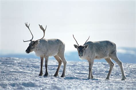 Reindeer | Habitat, Diet, Antlers, & Facts | Britannica