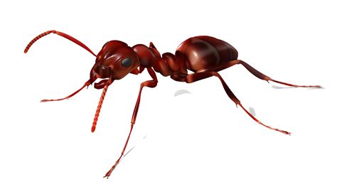 Vector Ant PNG Photos | PNG Mart