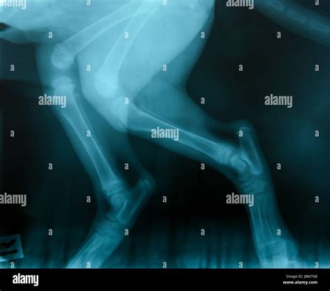 x ray picture of wild animal skeleton Stock Photo - Alamy