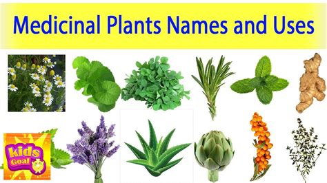 Medicinal Plants Names And Pictures In Hindi | http://wirinkgram.com/