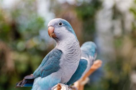 8 Best Talking Birds to Keep as Pets