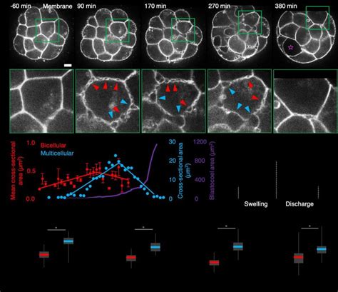 the blastocoel forms at the basolateral interface by swelling and ...