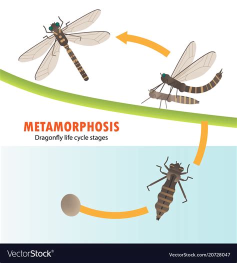 Dragonfly life cycle metamorphosis Royalty Free Vector Image