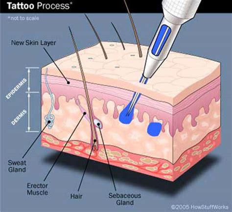 Tattoo Process & Pain charts on Behance