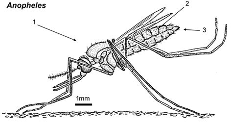 Anopheles Mosquito | Public Health