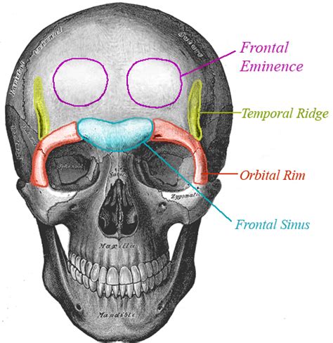 Anatomy Of The Forehead