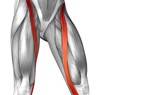 The Longest Muscle in the Body: Sartorius Muscle - Step To Health