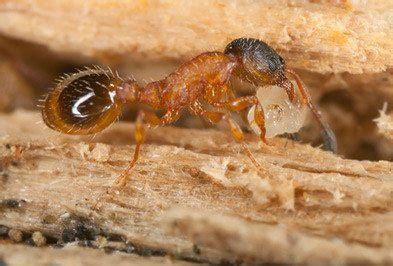 Pavement Ants - Types, Facts, and How to Identify | Pavement Ant ...