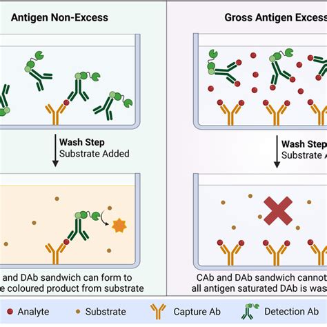 Mechanism of antigen excess interference—also called the hook/prozone ...