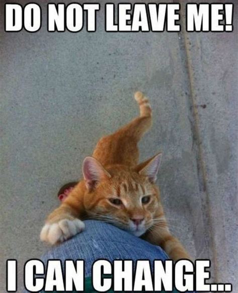 55 Funniest Cat Memes Ever Will Make You Laugh Right MEOW!