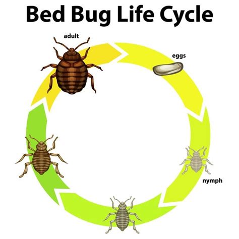 What to Know About Bed Bugs' Life Cycle | The Family Handyman