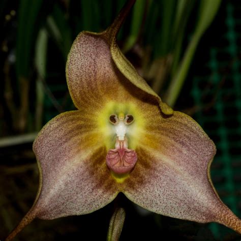 a close up view of a flower with yellow and pink petals on it's head