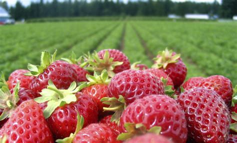 Strawberry-picking season hits BC - NEWS 1130