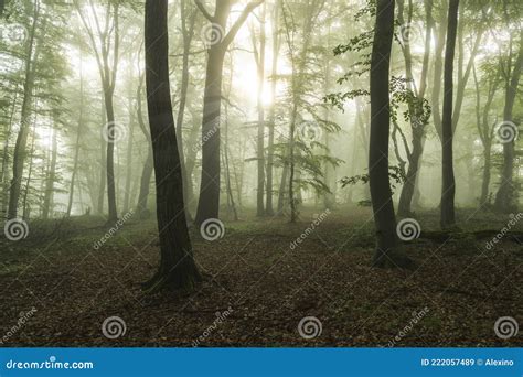 Foggy forest, at sunrise stock image. Image of light - 222057489