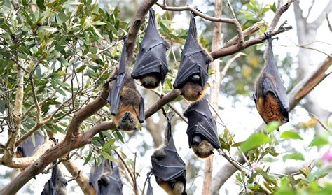 30 Fruit Bat Facts About the Majestic Megabat - Facts.net