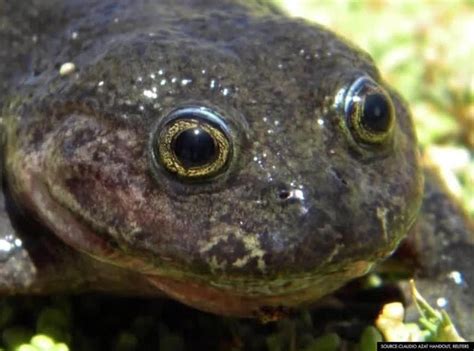 ‘Ghost’ frog not seen for 80 years found in Chile | The Intelligencer