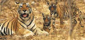 Best Bihar Wildlife Sanctuaries & National Parks